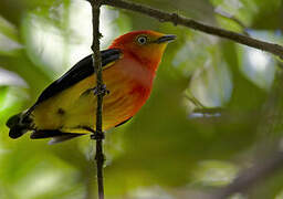 Band-tailed Manakin