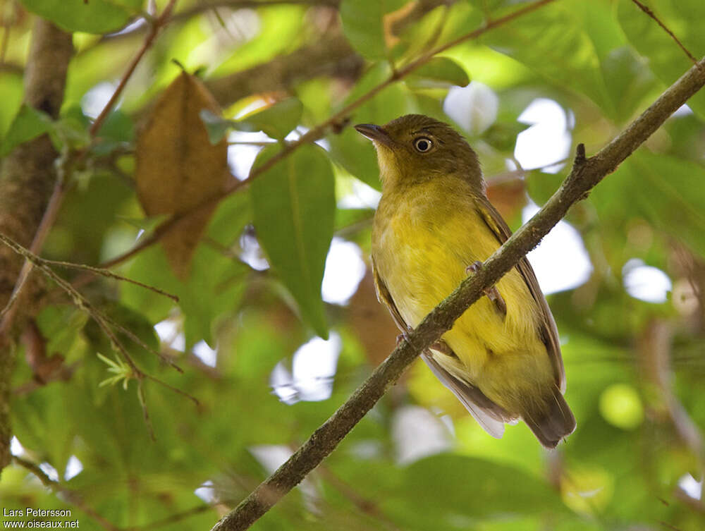 Manakin à queue barrée femelle adulte