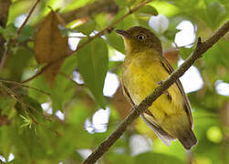 Band-tailed Manakin