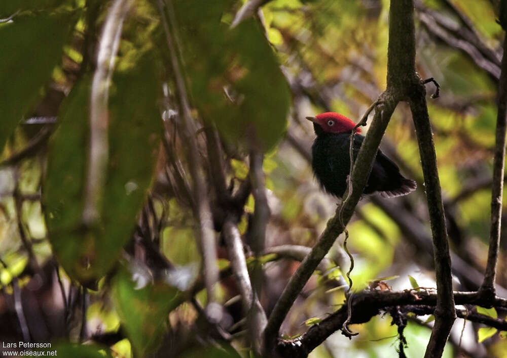 Manakin à queue ronde mâle adulte, habitat, pigmentation