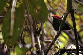 Round-tailed Manakin