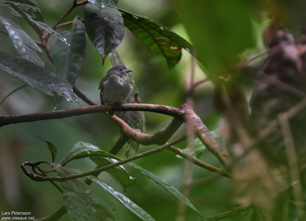 White-crowned Manakin female adult, habitat, pigmentation