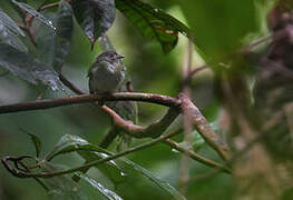 White-crowned Manakin