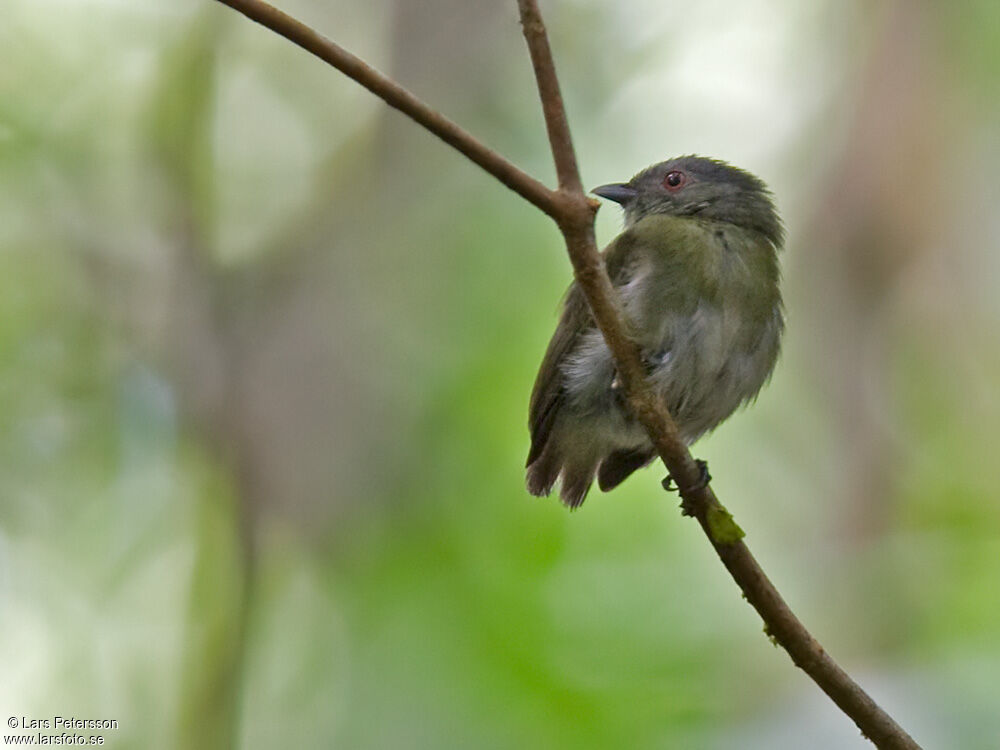 Manakin à tête blanche