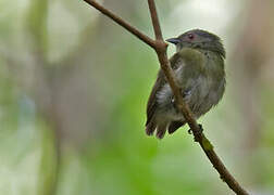 White-crowned Manakin