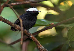 White-crowned Manakin