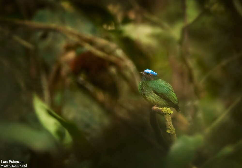 Manakin à tête bleue mâle immature, identification