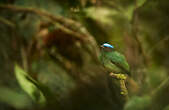 Manakin à tête bleue