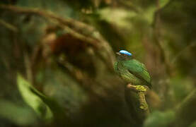 Blue-crowned Manakin