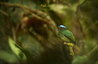 Manakin à tête bleue