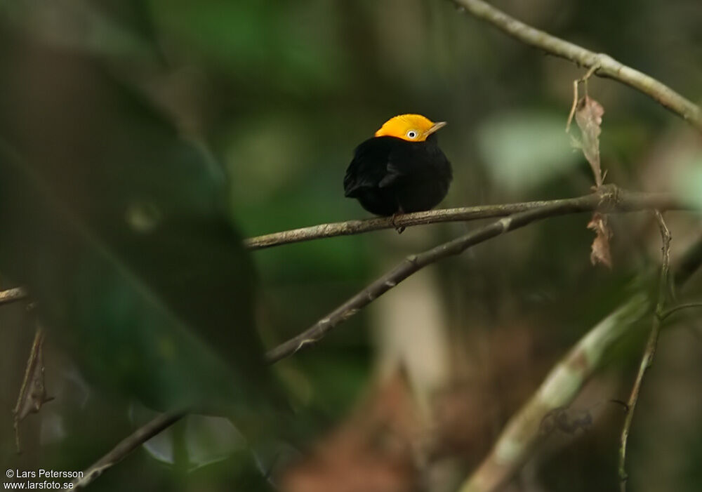 Manakin à tête d'or