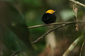 Golden-headed Manakin