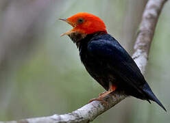 Red-headed Manakin