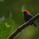 Manakin à tête rouge
