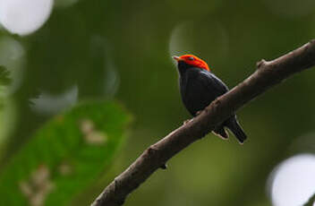 Manakin à tête rouge