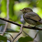 Manakin à tête rouge