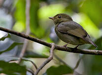 Manakin à tête rouge