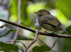 Red-headed Manakin