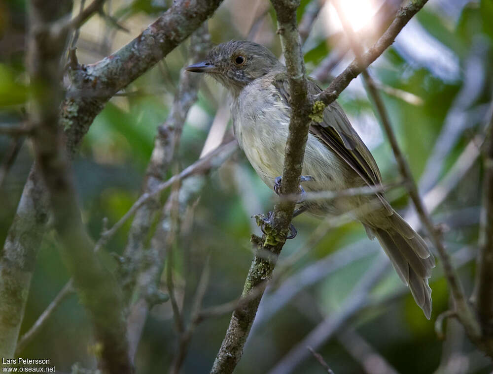 Pale-bellied Tyrant-Manakinadult, habitat, pigmentation