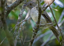 Pale-bellied Tyrant-Manakin