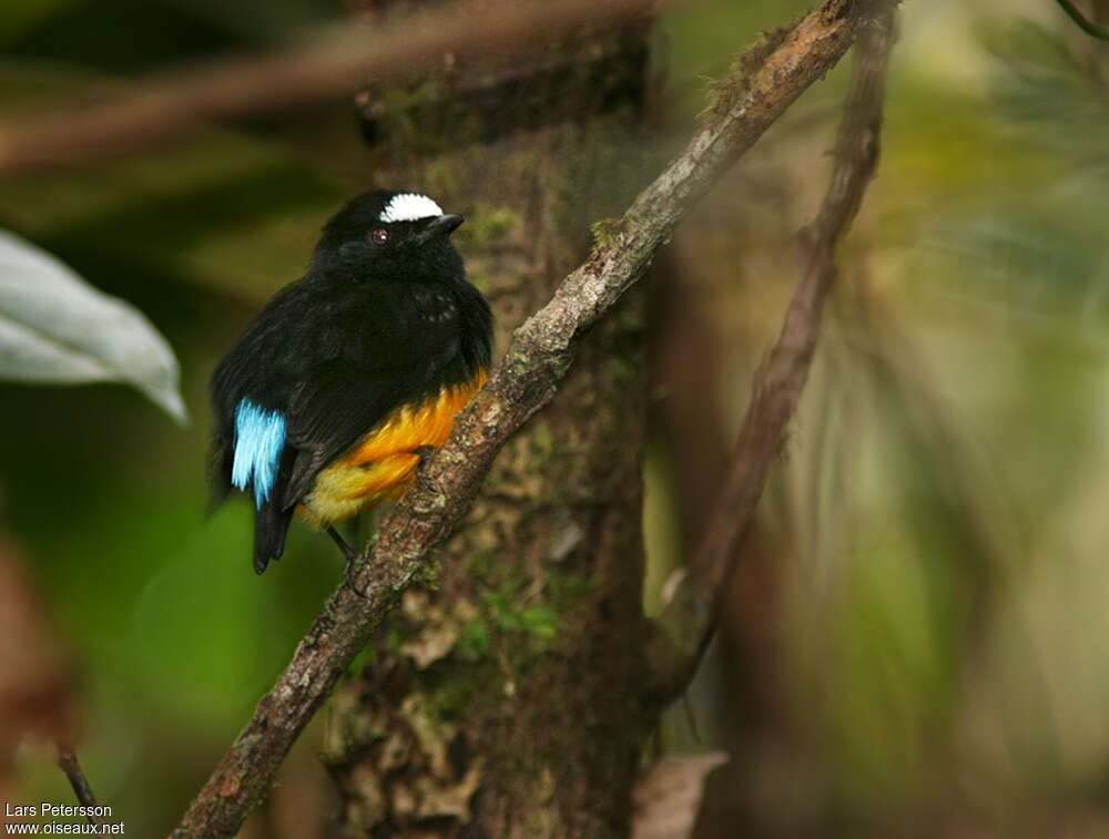 Manakin à ventre orange