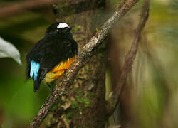 Manakin à ventre orange