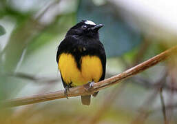 Orange-bellied Manakin