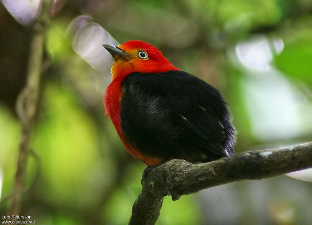 Crimson-hooded Manakin male adult