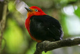 Crimson-hooded Manakin