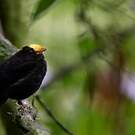 Manakin aux ailes d'or