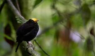 Golden-winged Manakin