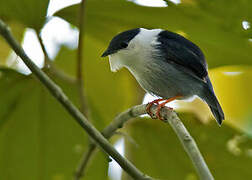 White-bearded Manakin