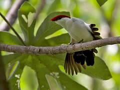 Araripe Manakin