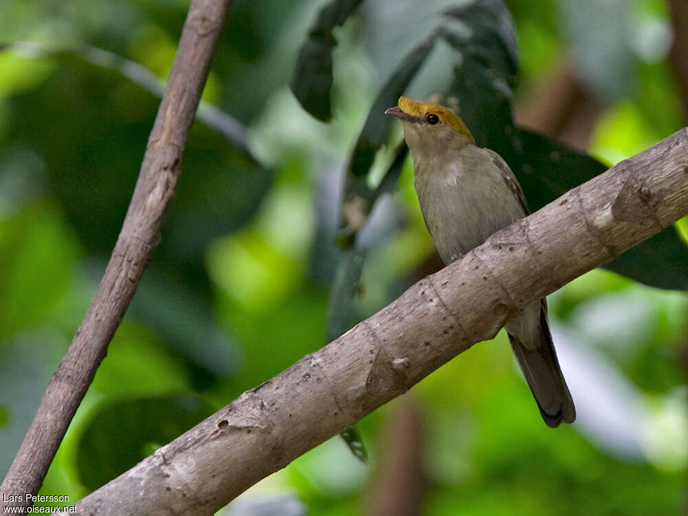 Araripe Manakin male immature