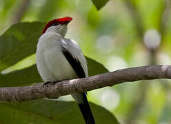 Manakin d'Araripe