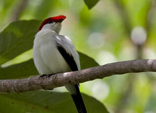 Manakin d'Araripe