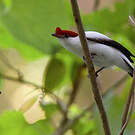 Manakin d'Araripe