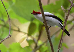 Araripe Manakin