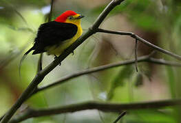 Wire-tailed Manakin