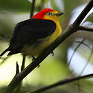 Manakin filifère