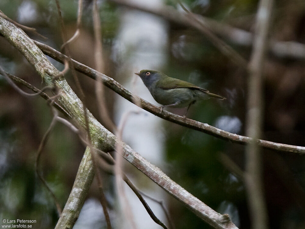 Pin-tailed Manakin