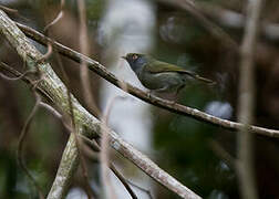 Pin-tailed Manakin