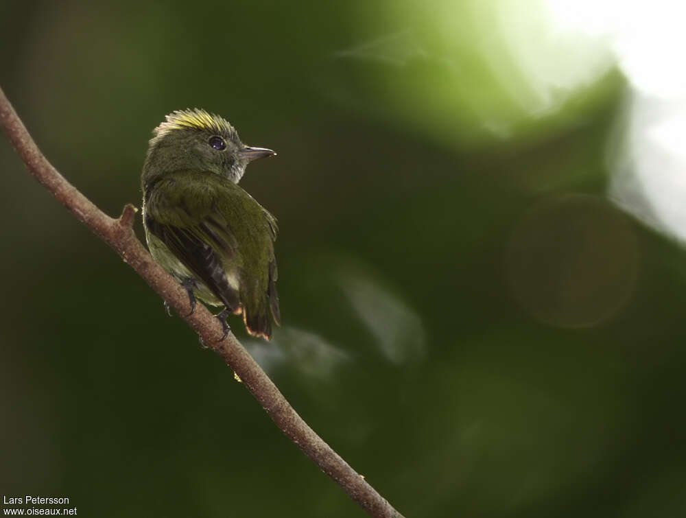 Manakin minuscule