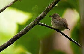 Dwarf Tyrant-Manakin