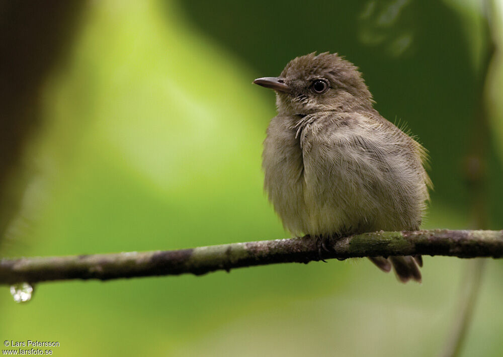 Dwarf Tyrant-Manakin