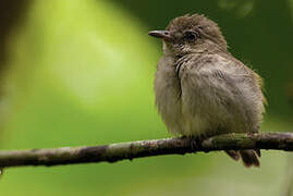 Dwarf Tyrant-Manakin