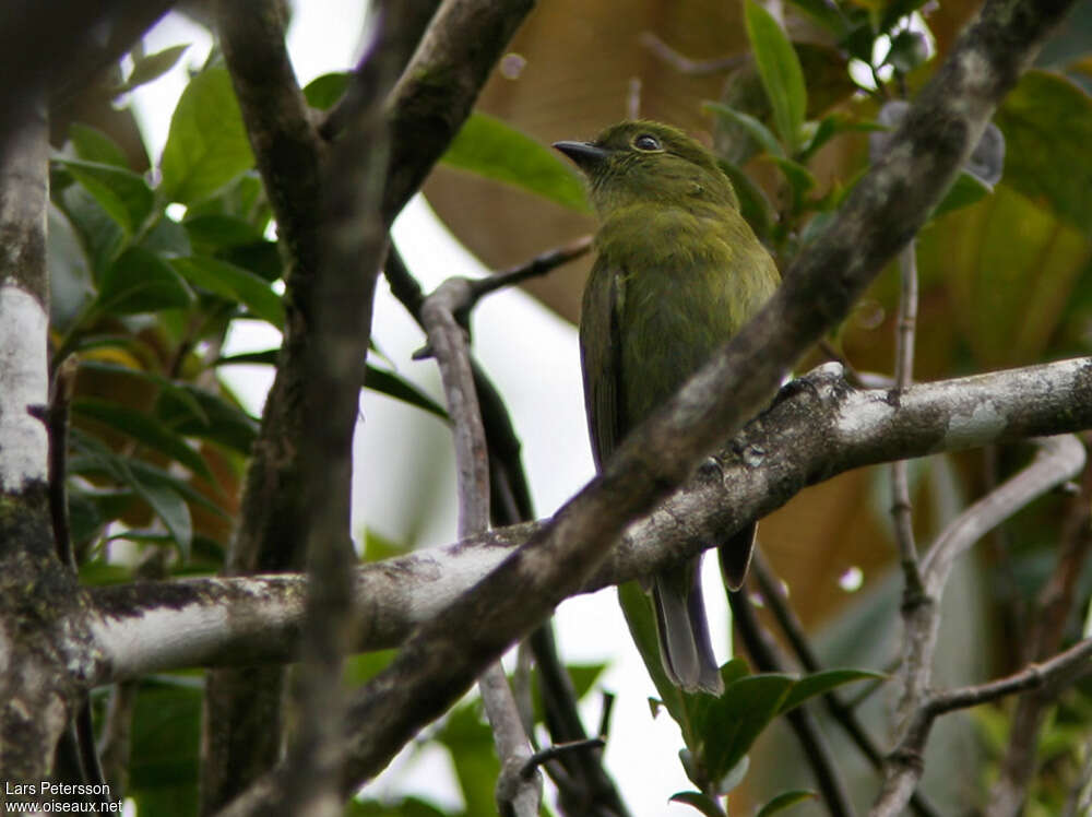 Manakin olive, identification