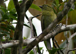 Olive Manakin