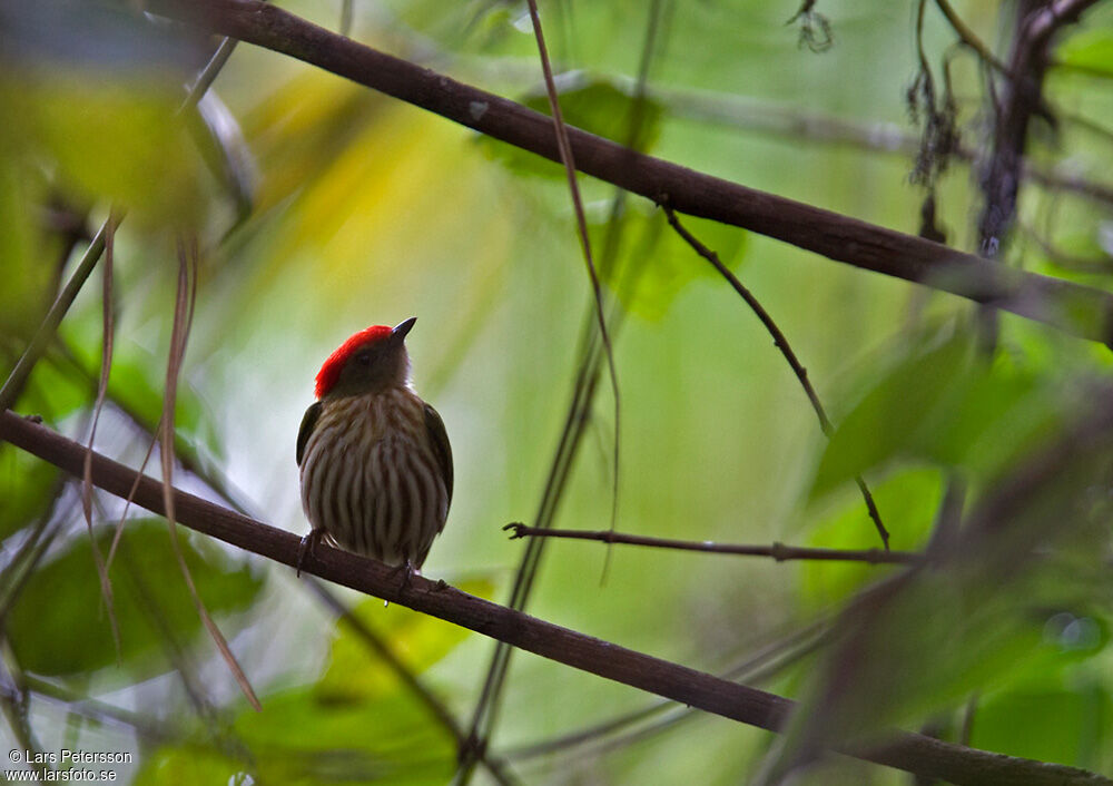 Kinglet Manakin