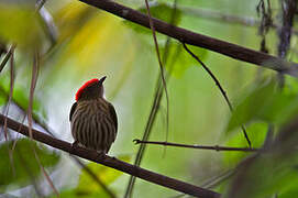 Kinglet Manakin